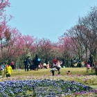 春游植物园