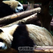 大熊猫睡午觉...