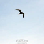 燕鸥2