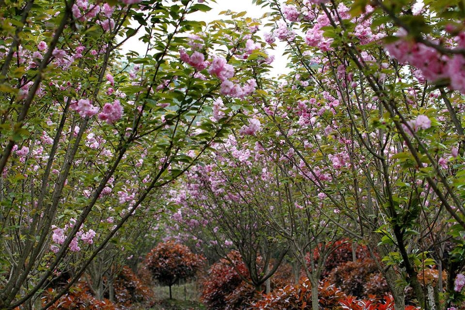 邛崃市桑园镇樱花园观花