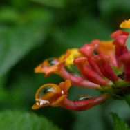 小花与雨珠