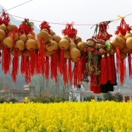 喜庆春风菜花...