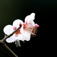 梅花迎春