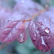 雨后润叶