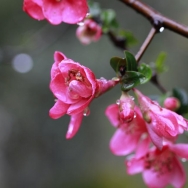 雨后海棠