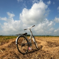 在希望的田野...