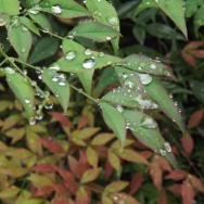 雨后的行走