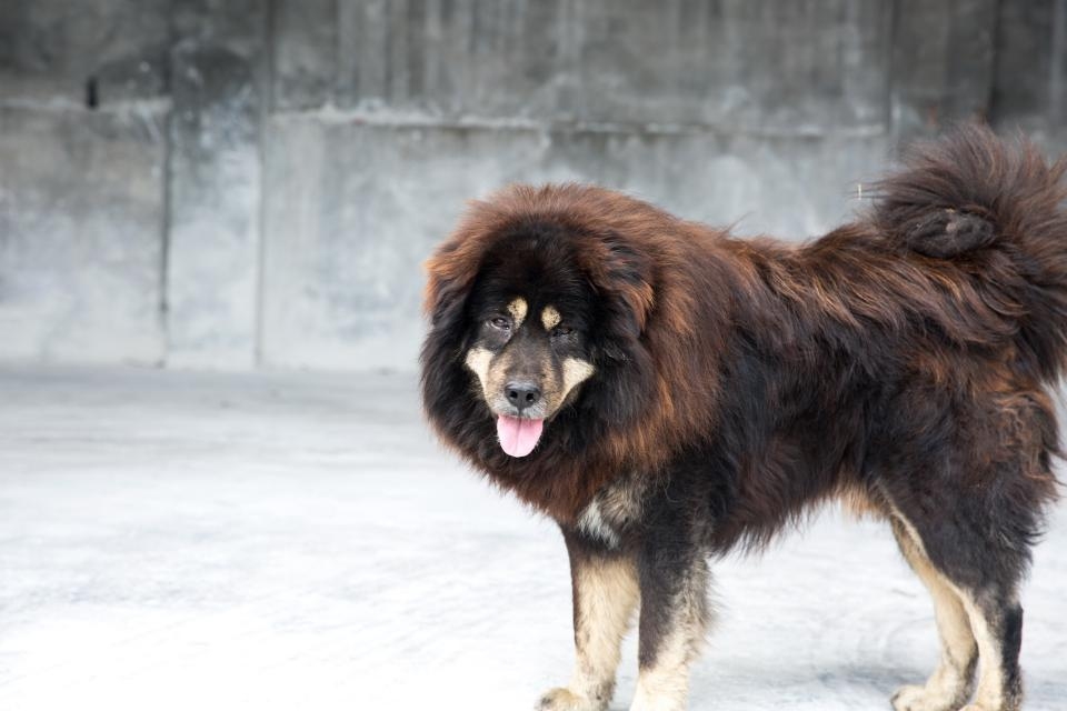 失去了草原的松潘藏犬