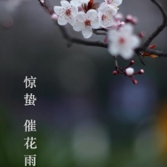 惊蛰 催花雨...