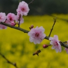 春暖花开的季节