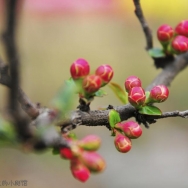 春暖花开：第...