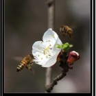 春天花会开，蜜蜂自由自在