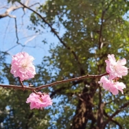 阳春三月