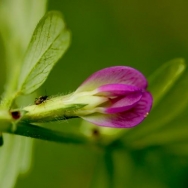 小花