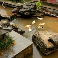 雨中小鸭