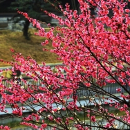 又是春花烂漫...