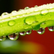 雨后水珠