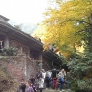 白岩寺黄叶