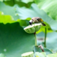 吃着“碗”里...